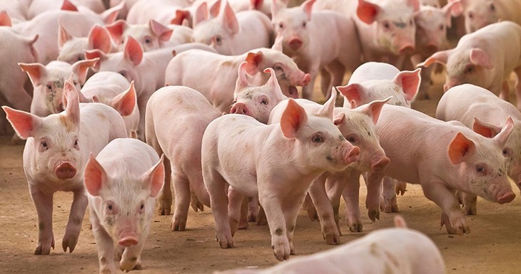La peperina, será un remedio natural contra la diarrea en porcinos.