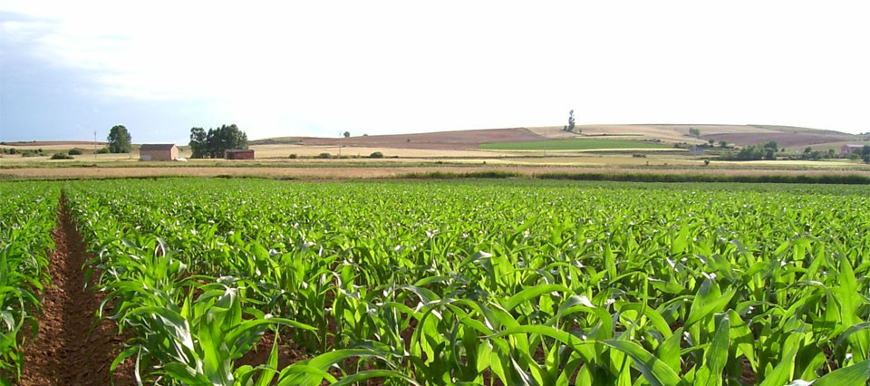 La chicharrita fuerza a una región argentina a sembrar 50% menos maíz.