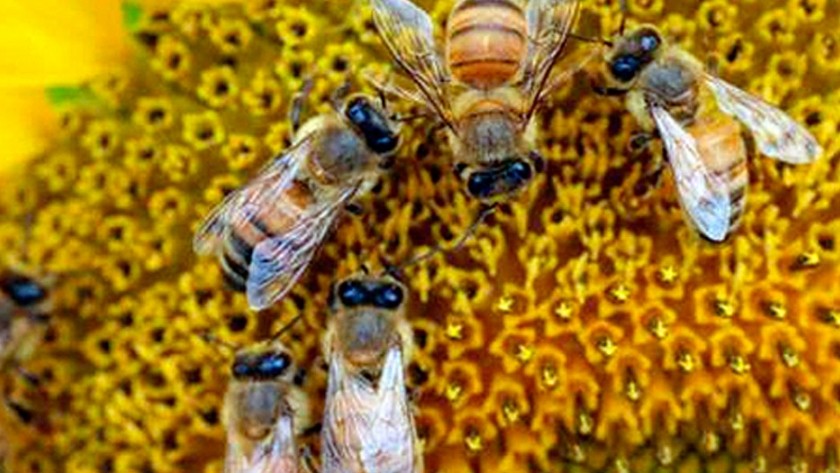 Abejas y girasol, una alianza que aumenta la rentabilidad por hectárea.