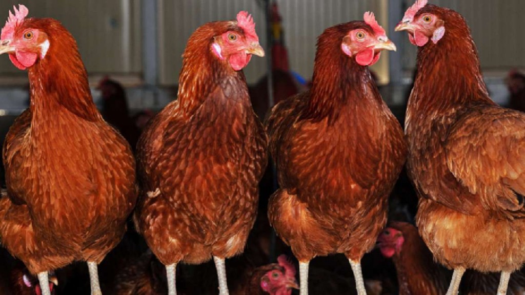 Modelo que crece y se consolida: en las gallinas “libres” están los huevos “de oro”.