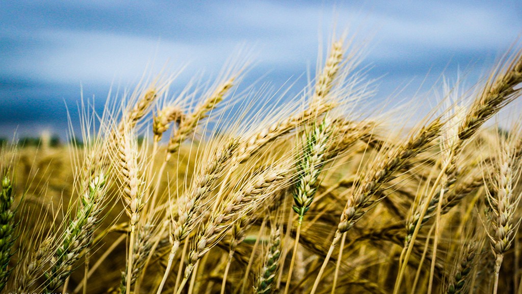 El campo celebra, se viene una supercosecha de trigo.