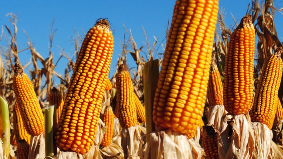Récord de maíz, caída de la soja el nuevo escenario agrícola.