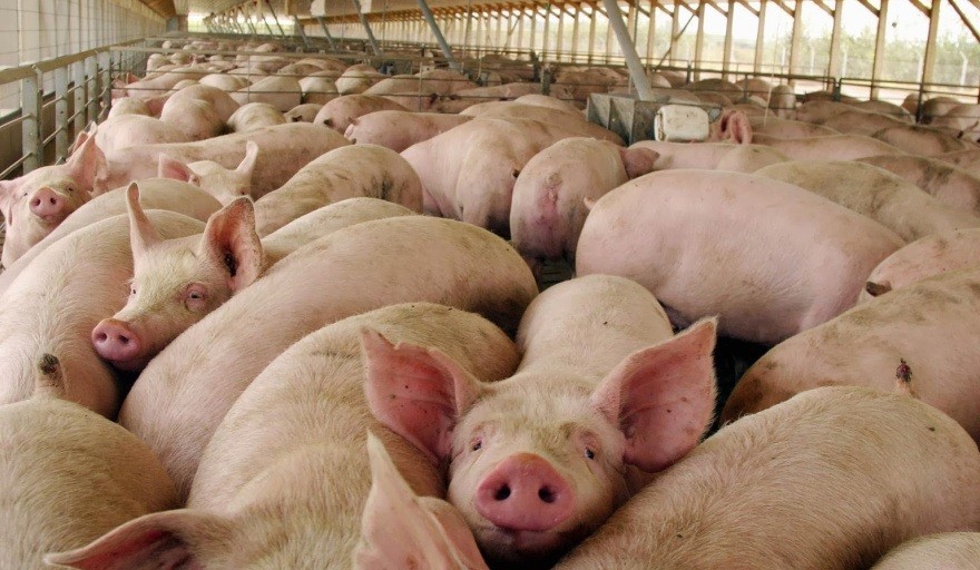 China marca el pulso del negocio porcino