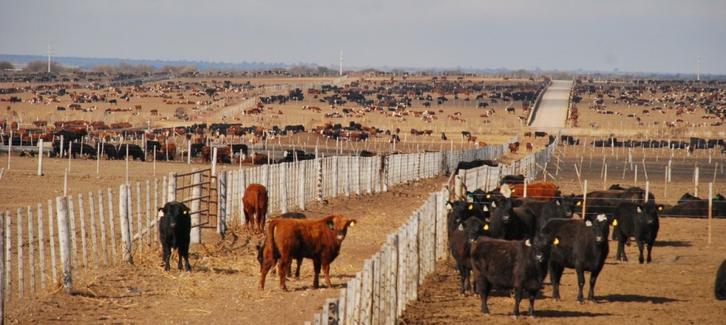 Un importante feedlot del país recibe doble certificación ambiental.