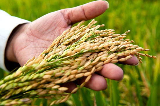 ¡Gran año para los cereales! El arroz se lleva el primer puesto en exportaciones de 2025.