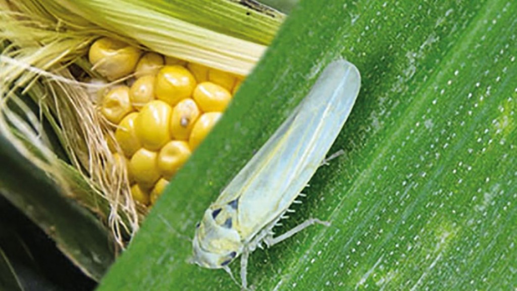 El INTA desvela un secreto de la chicharrita, el insecto que amenaza al maíz.