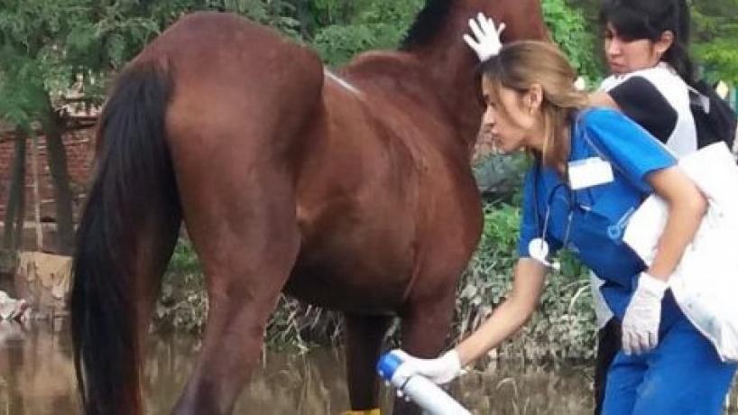Alerta por encefalomielitis equina: las altas temperaturas aumentan el peligro.