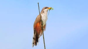 Control de plagas, la ayuda inesperada de las aves.