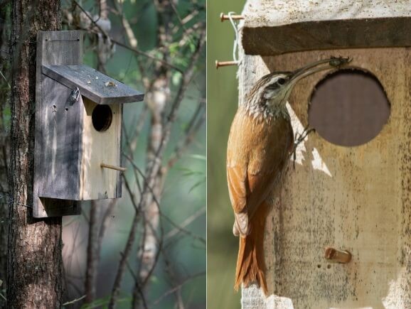 Control de plagas, la ayuda inesperada de las aves.