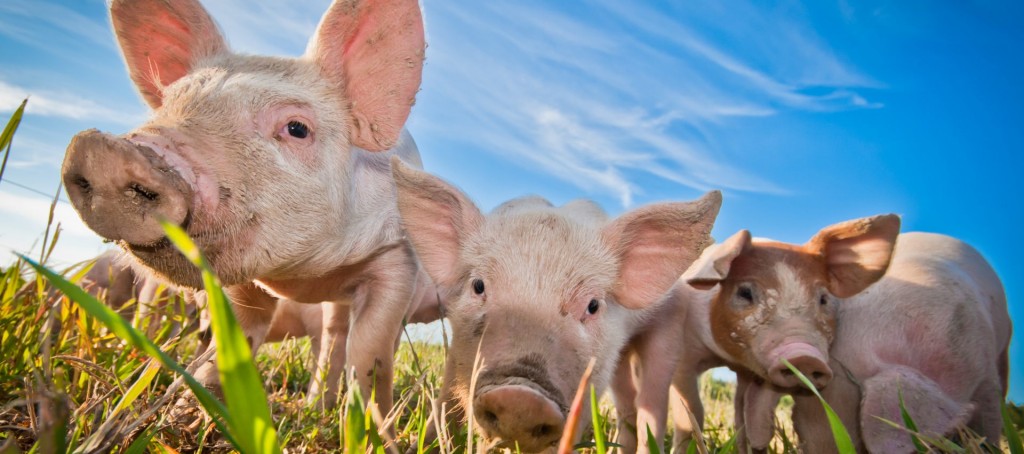 Productores de cerdo alertan por subida de importaciones y denuncian competencia desleal.