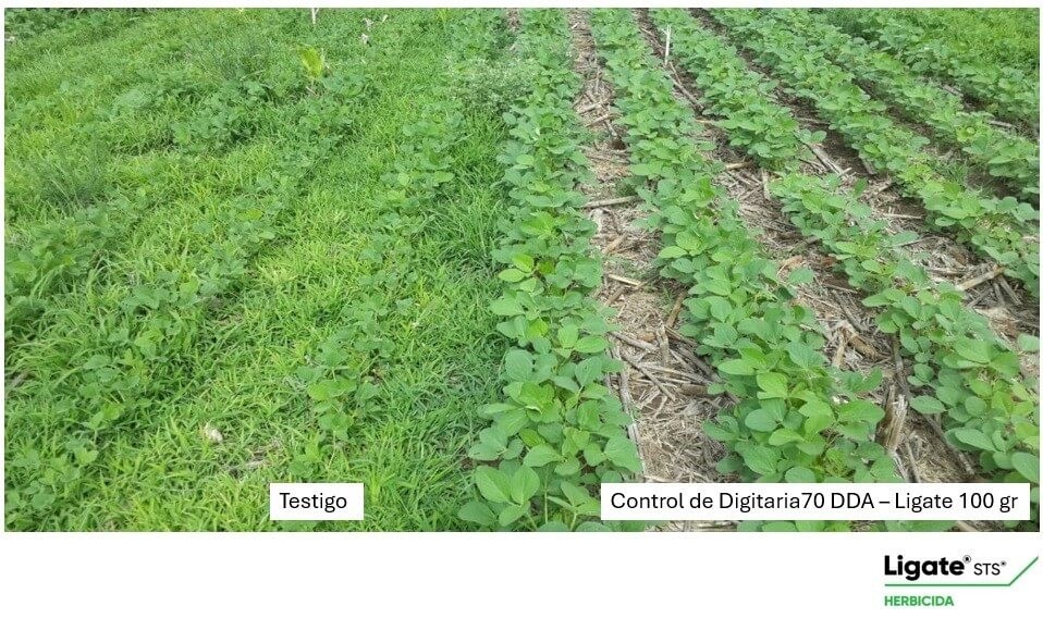 Siembra de soja: alerta por el avance de las malezas resistentes.