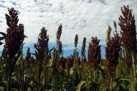 Argentina: china habilita todos los eventos biotecnológicos de maíz, consolidando a nuestro país como proveedor clave.
