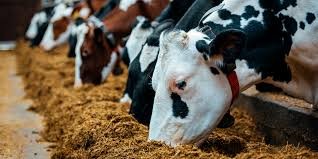 Indicadores clave de la reproducción bajo estrés calórico.