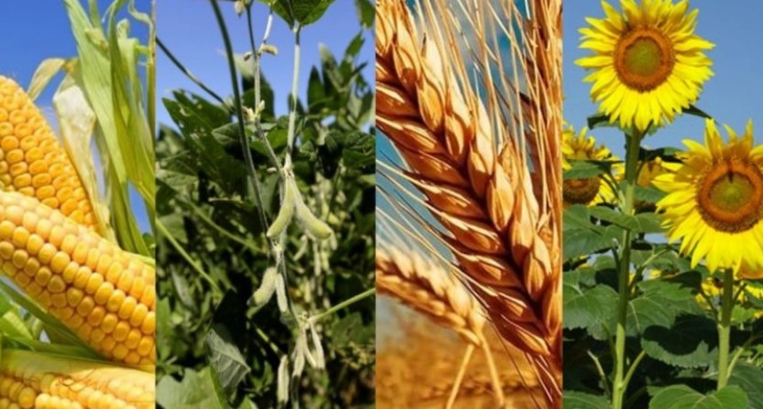 El peso de los impuestos asfixia la competitividad del campo argentino