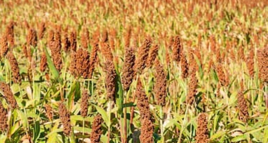 Argentina: china habilita todos los eventos biotecnológicos de maíz, consolidando a nuestro país como proveedor clave.