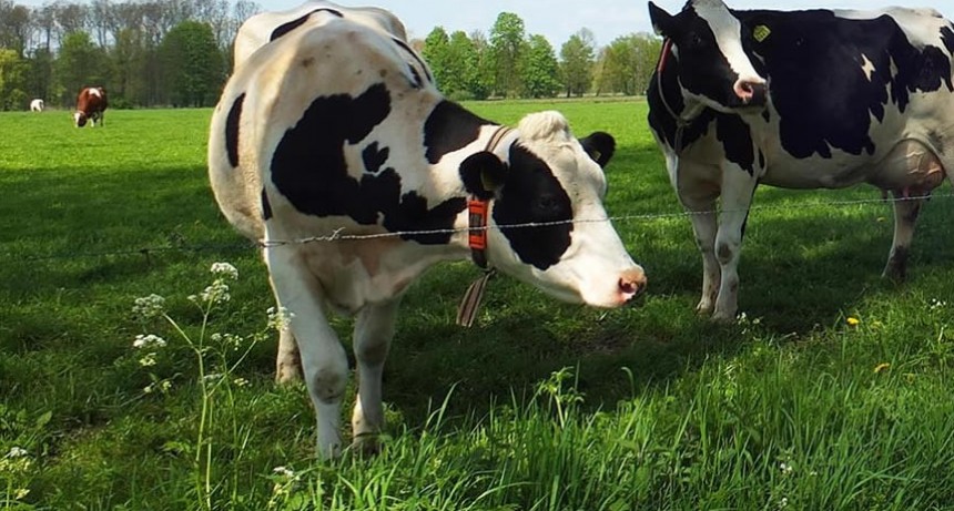 Precios a tamberos se mantendrían estables durante la primavera.