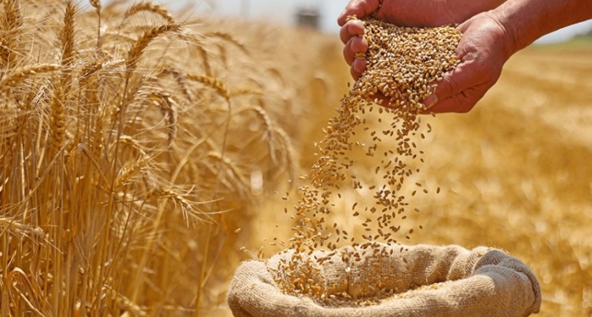 El trigo se encamina a una cosecha histórica