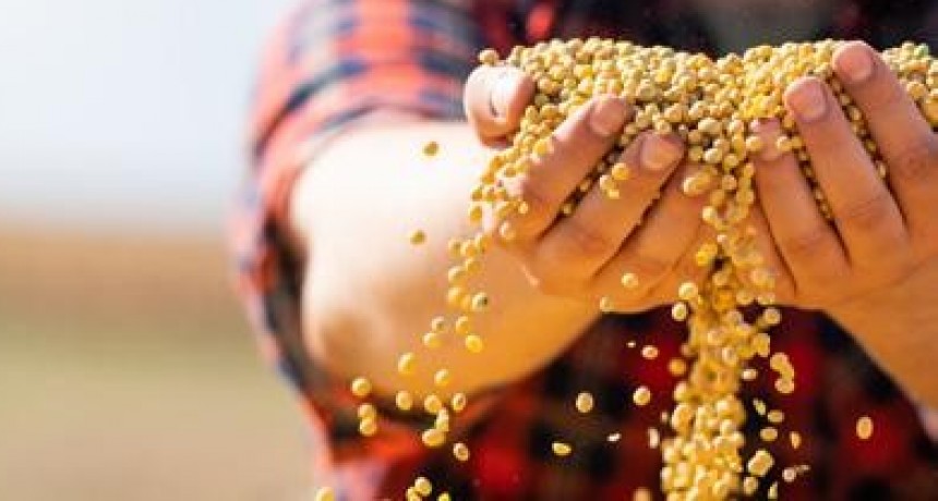 Soja “libre de deforestación”: la relación costo-beneficio puede ser favorable para el productor.