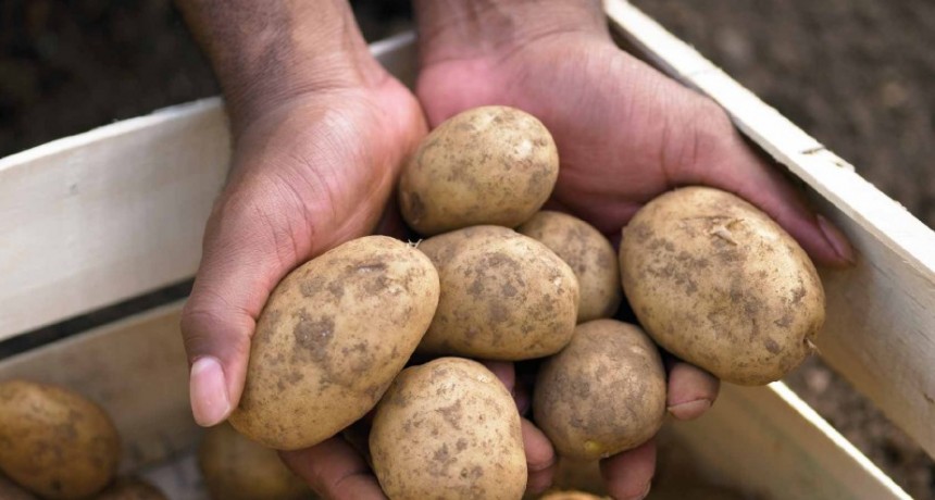 Productores de Traslasierra adoptan el riego por goteo subterráneo para la papa.