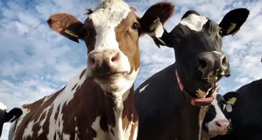 Indicadores clave de la reproducción, bajo estrés calórico.