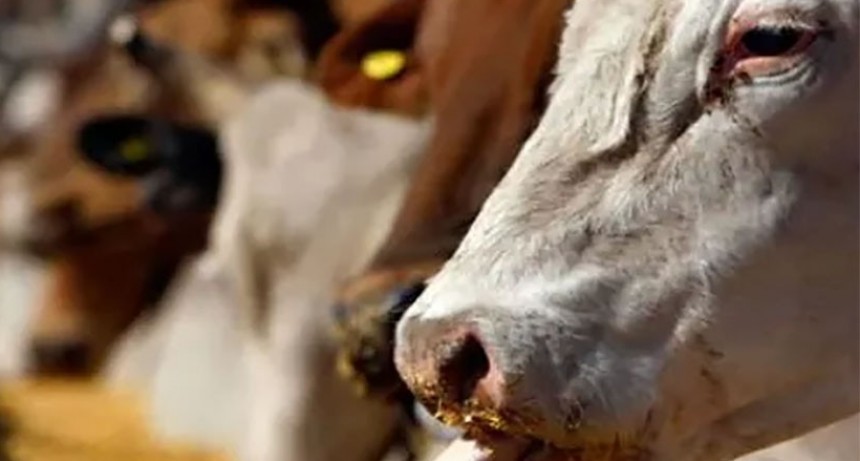 Diarrea viral bovina, más que diarrea, un problema reproductivo mayor.