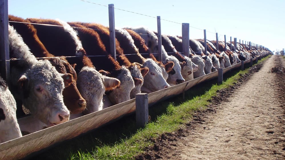 Fomentan estrategias innovadoras para la gestión de feedlots.