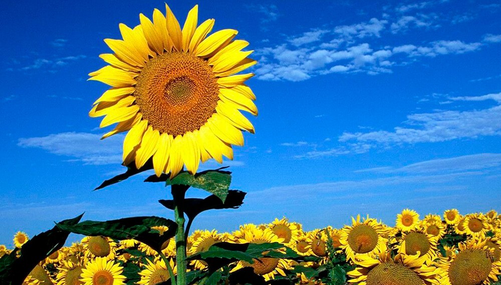 Girasol perenne muestra su potencial forrajero en Catamarca, otra alternativa de nutrición animal.