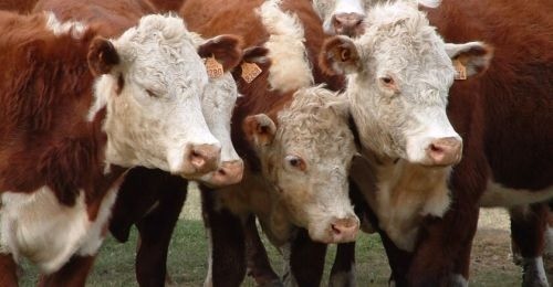 Sube el precio del novillo argentino mientras regresan las retenciones