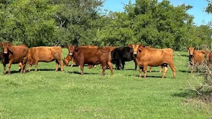 Argentina da un paso clave para exportar ganado en pie a Turquía