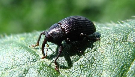 Nueva pista científica para combatir al picudo algodonero (INTA-Conicet). 
