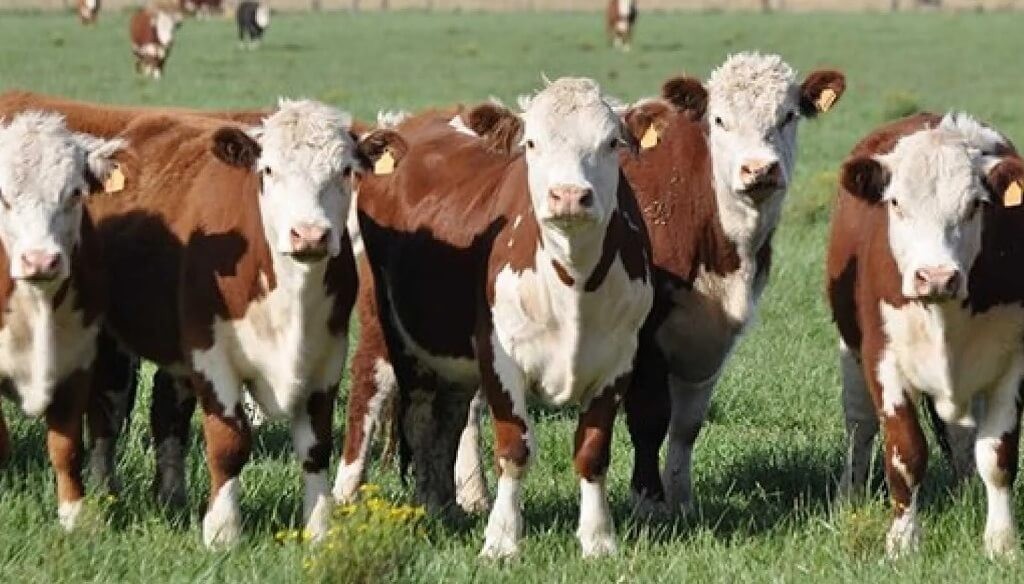 El precio del novillo rompe récords y el mercado ganadero se recalienta.