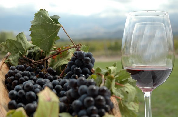 Polémica por desregulación del vino: bodegas y gremios enfrentados por la nueva norma.