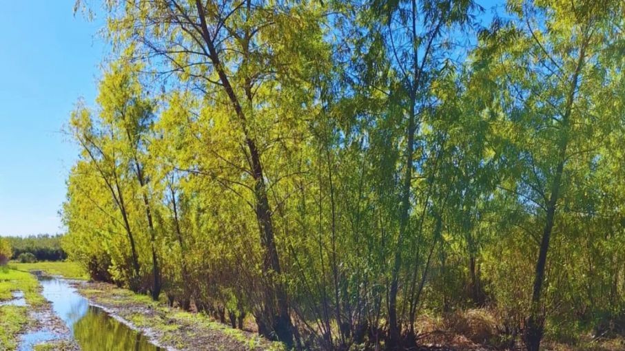 Plantan más de 600 ejemplares nativos en el Delta del Paraná.