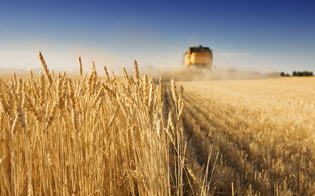   Rendimientos de trigo de hasta 70 qq/hA., Buenos Aires confirma cosecha récord.