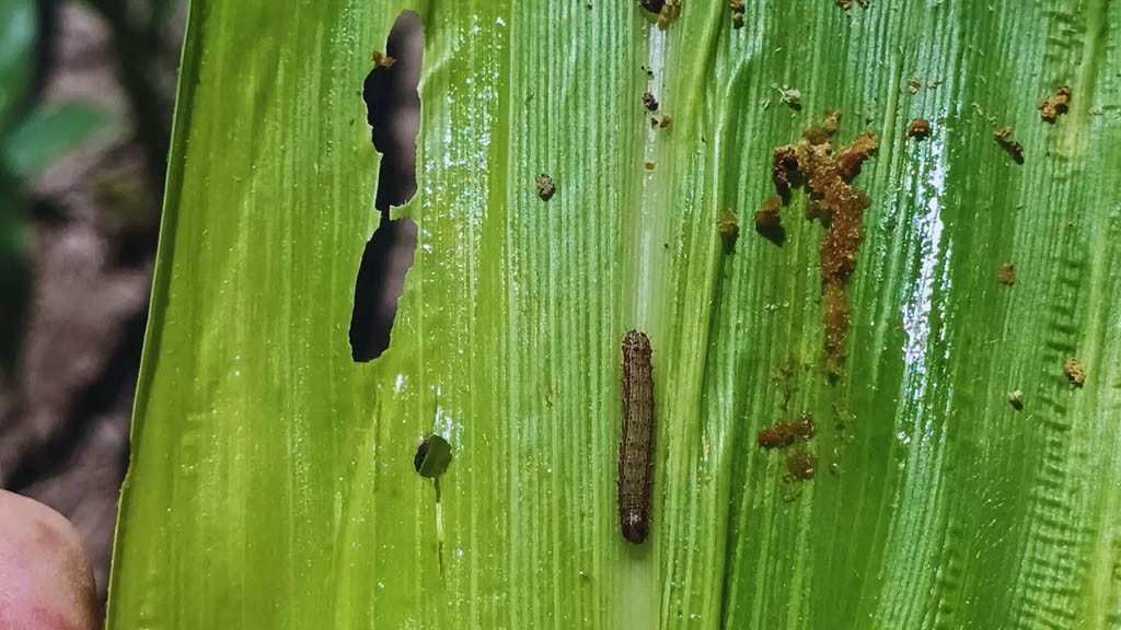 Alerta en el maíz: el gusano cogollero, nueva preocupación tras la chicharrita.