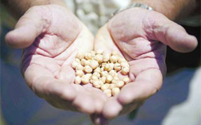 La guerra de la semilla, productores de garbanzo enfrentan multas por no registrar su material genético.