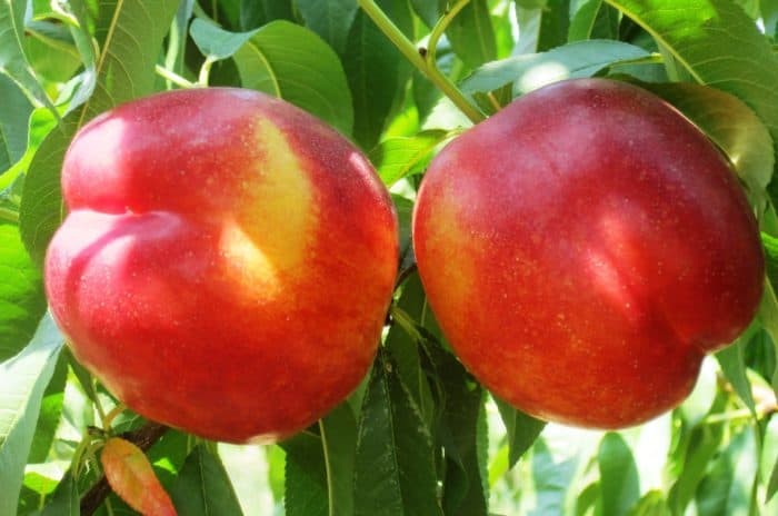 De San Pedro al mundo, la revolucionaria nectarina del INTA con potencial exportador.