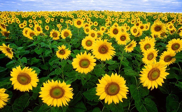 Producción récord de girasol aportará U$S 2.000 millones a la economía argentina.