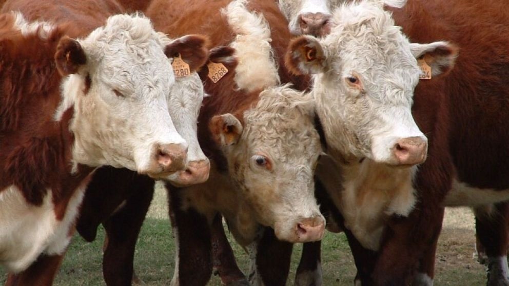 Argentina se desmarca con subas en el Novillo Mercosur