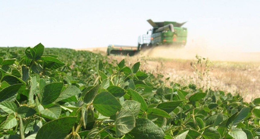 La soja toca su mejor valor en más de un año y renueva expectativas en el mercado argentino