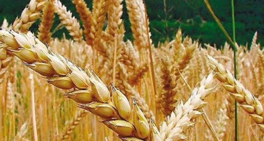 Excelentes resultados del trigo en el centro-norte de Santa Fe.