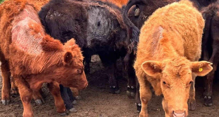 Sarna bovina, estrategias de manejo y prevención ante la pérdida de efectividad de medicamentos.