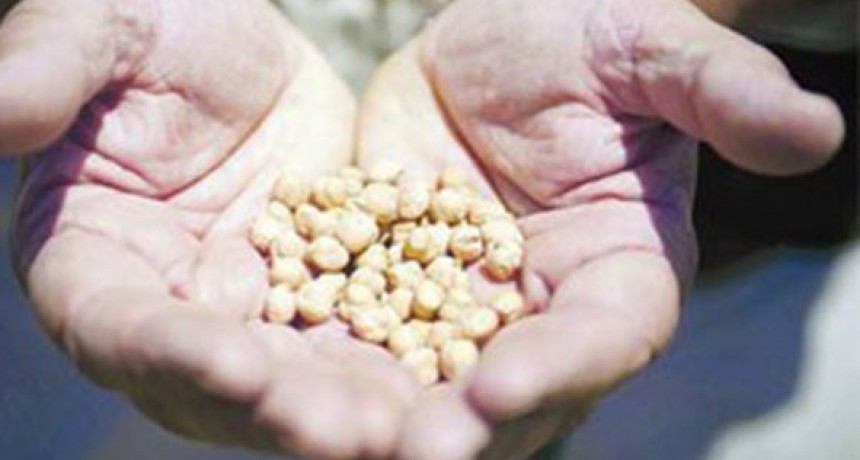 Semilla: Productores de garbanzo enfrentan multas por no registrar su material genético.