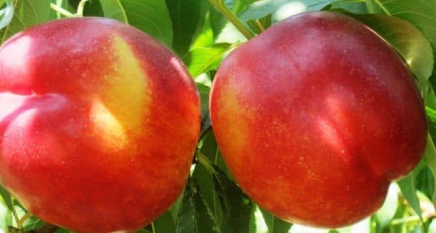 De San Pedro al mundo, la revolucionaria nectarina del INTA con potencial exportador.