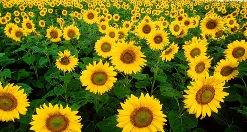 Producción récord de girasol aportará U$S 2.000 millones a la economía argentina.