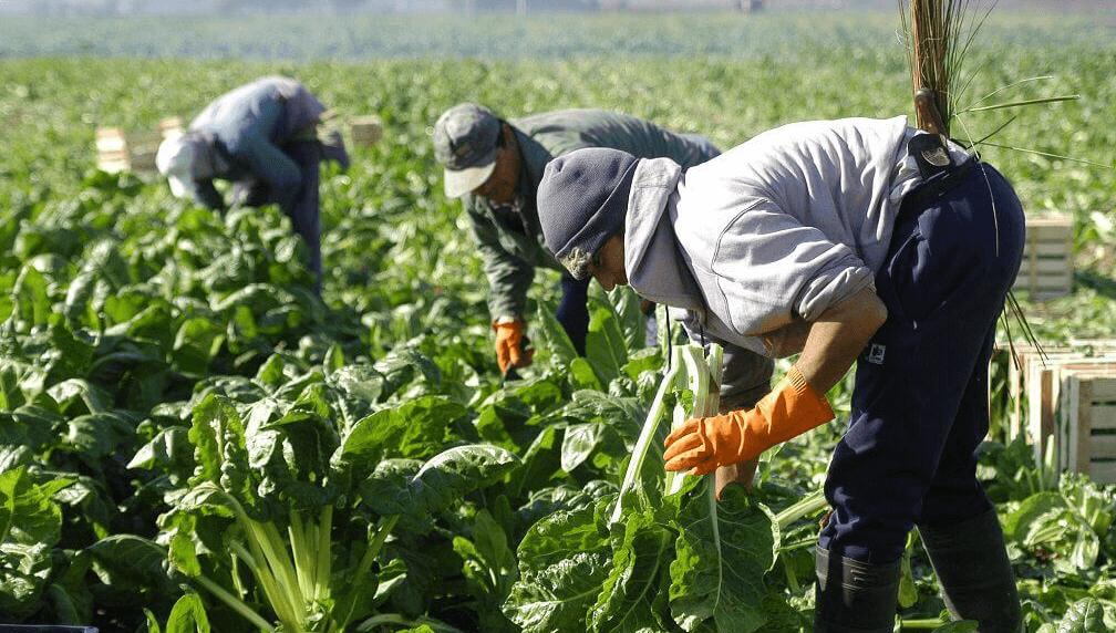 Para fin de año llegará aumentos para los trabajadores rurales, cuáles son las nuevas escalas salariales.