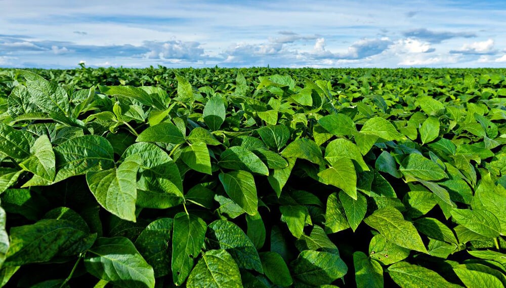 Bueno para el campo: bajó la probabilidad de una Niña para diciembre de 71% a 57%.