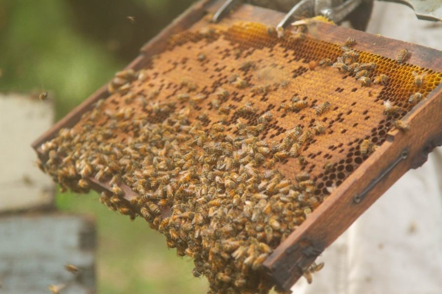 Excelentes resultados para la apicultura santafesina, picos de 50 kg.