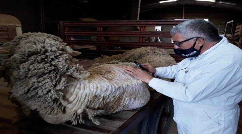 Alerta en la Patagonia por brotes de sarna ovina, piden acción urgente al SENASA.