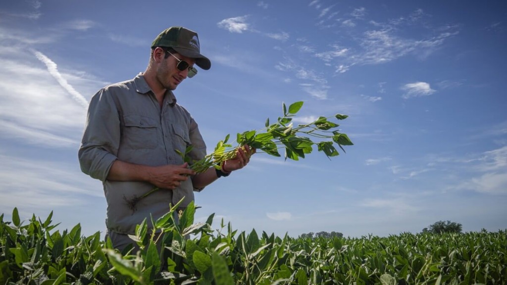 Cómo fertilizar la soja después de un trigo de alto rinde.